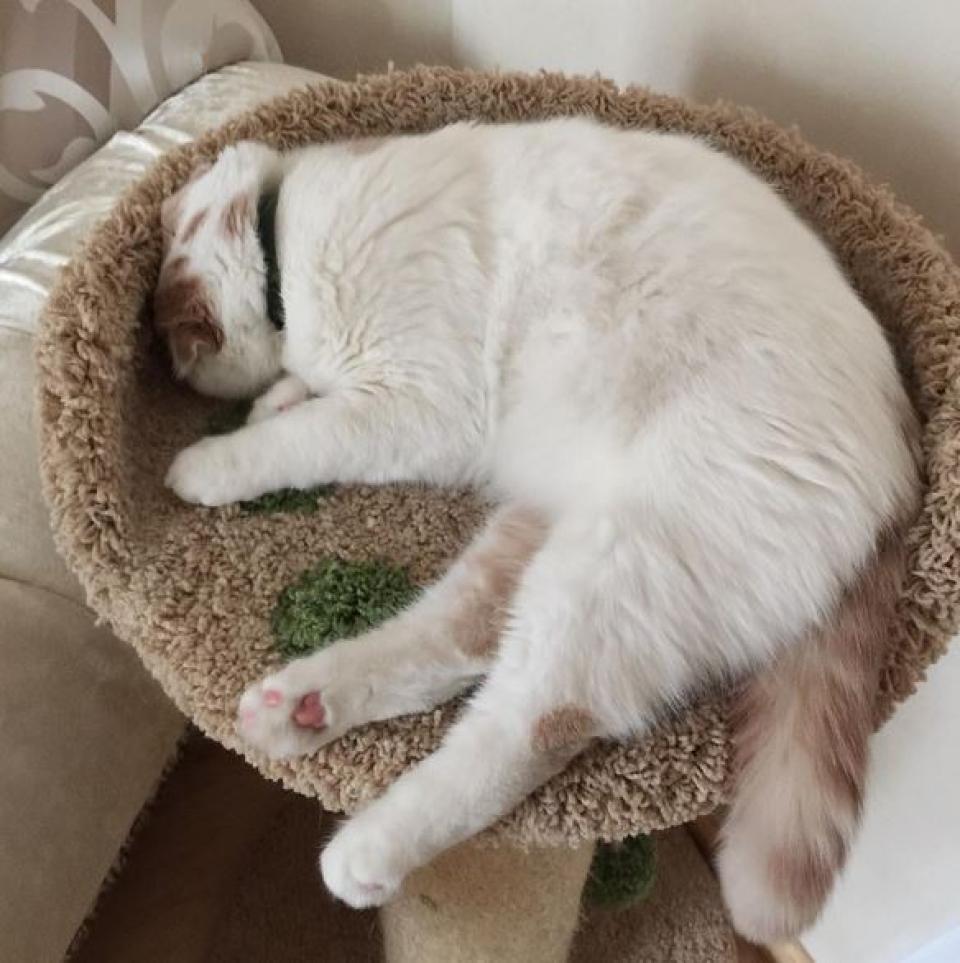 Кота запечатлела Лера Кудрявцева. Ах, сколько релакса на этом фото. Берем пример!