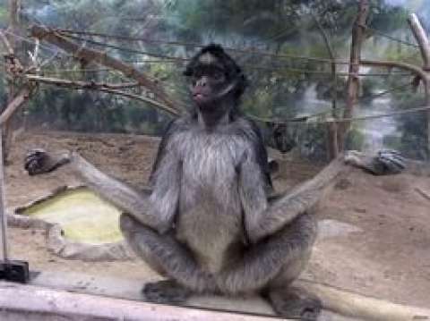 Самые необычные обезьяны в мире