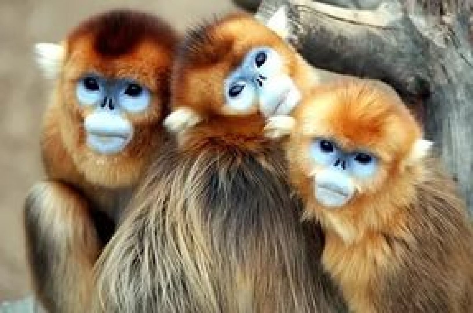 обезьяны в китае