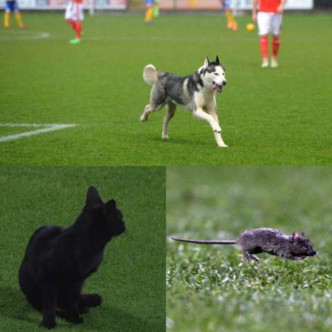 Футбол для всех: животные, которые выбежали на поле
